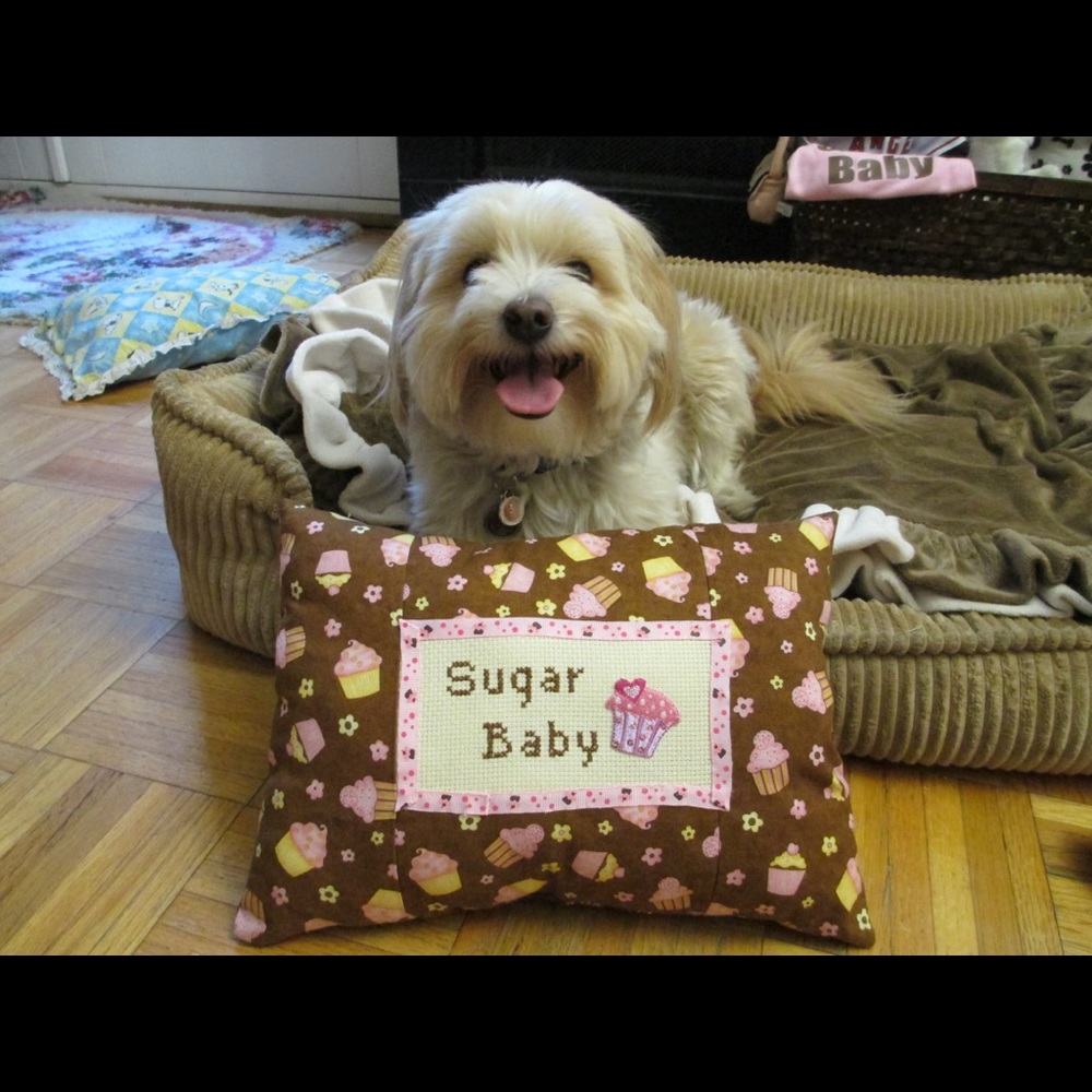 Bundle 3 dog 🐶 items for 10% off / read m… - Picture 14 of 16